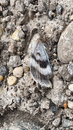White Underwing
