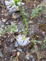 Gilia capitata capitata