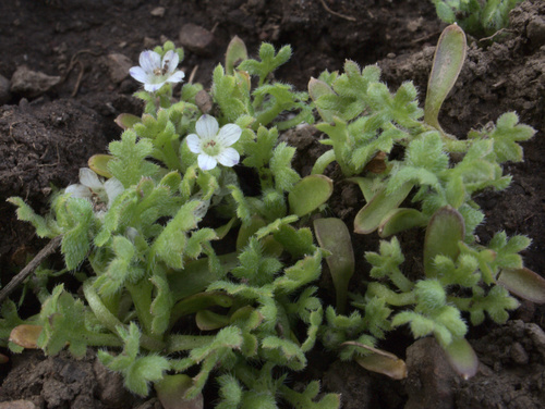 Littlefoot nemophila (Nemophila pedunculata)