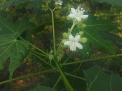 Cnidoscolus multilobus