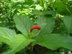 Centropogon cornutus