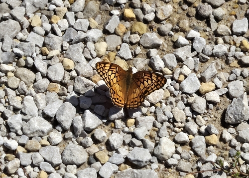 Variegated Fritillary