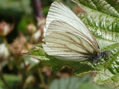 Pieris marginalis sequoia