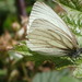 Redwood White - Photo (c) Bill Rodstrom, some rights reserved (CC BY-NC), uploaded by Bill Rodstrom