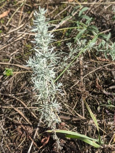 Artemisia austriaca, photograph 1