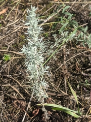 Artemisia austriaca