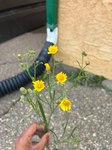 narrow-leaved hawksbeard