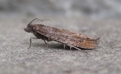 Pseudexentera mali