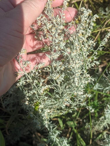 Artemisia austriaca, photograph 3