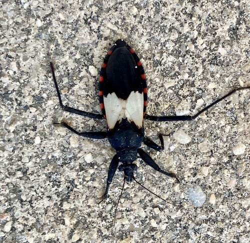 Tamaulipan White-winged Assassin