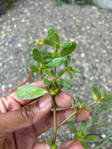 Common Purslane