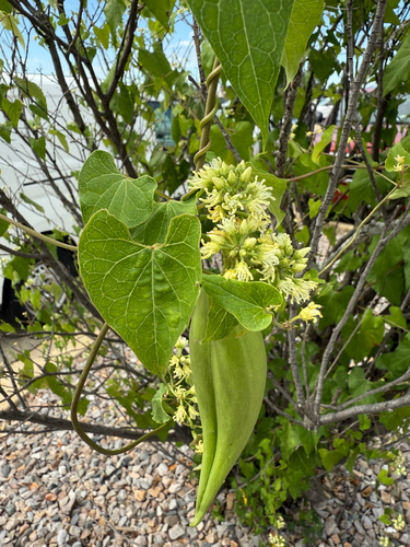 honey-vine climbing milkweed