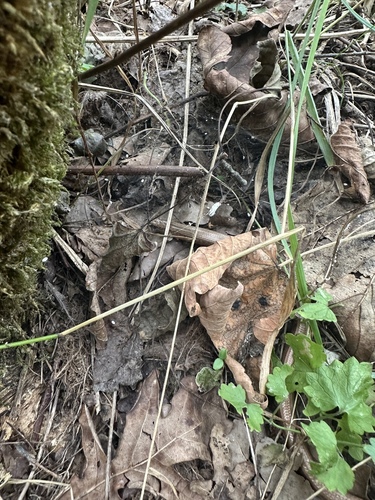 Common Slowworm