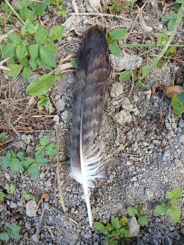 Plume de Aigle impérial