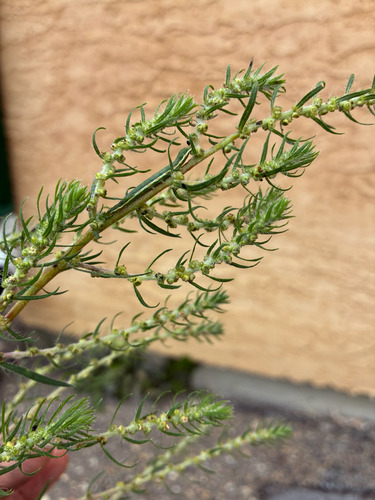 summer-cypress