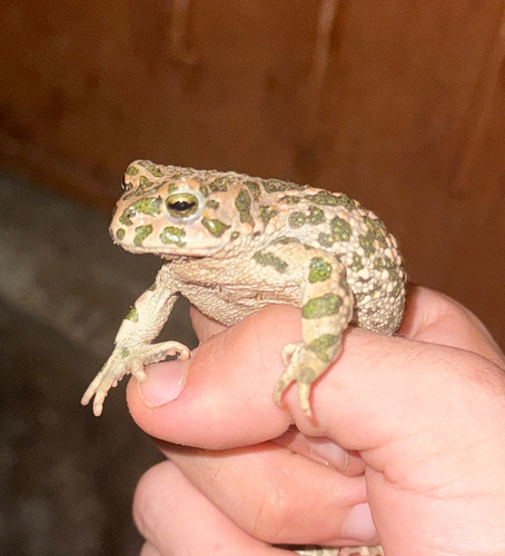 Green Toad