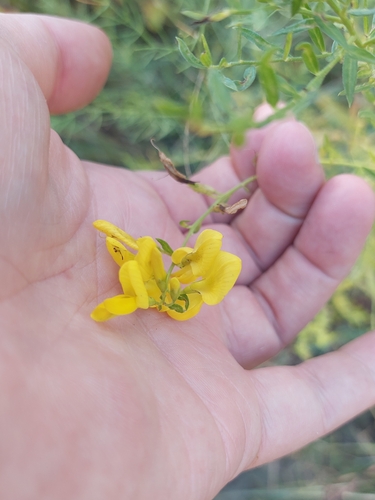 Genista tinctoria, photograph 3