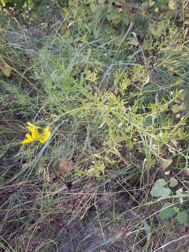 Genista tinctoria, photograph 4