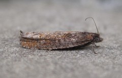 Pseudexentera mali