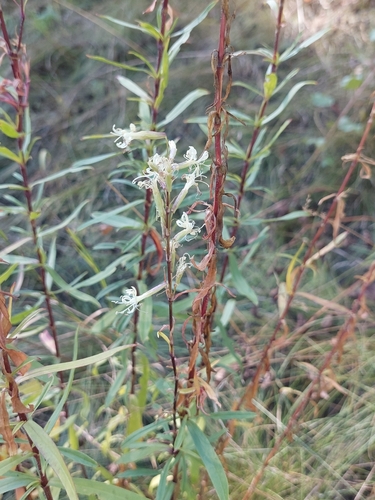 Silene tatarica, photograph 6