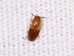 Pentaria