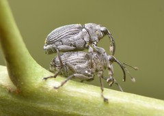 Ceutorhynchus obstrictus