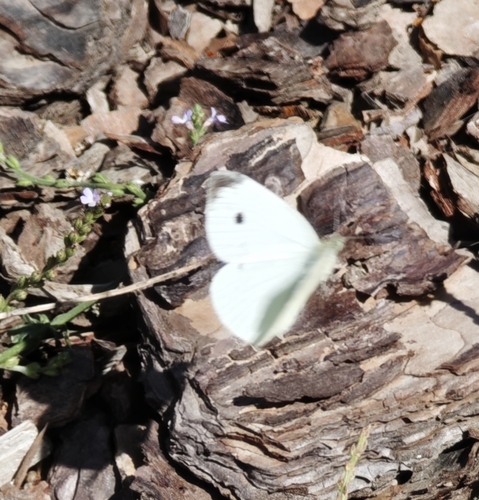 Small White