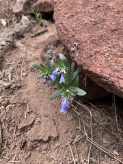 Mertensia oblongifolia