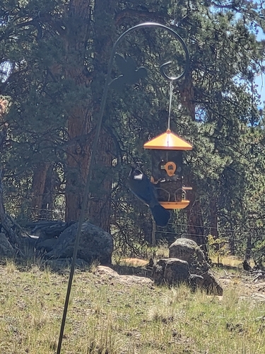 Steller's Jay
