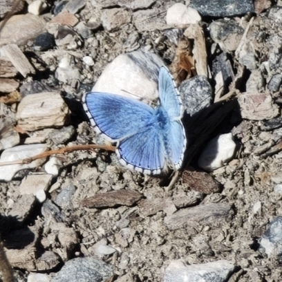 Adonis Blue