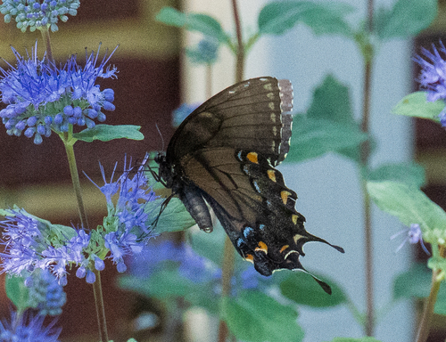 Eastern Tiger Swallowtail