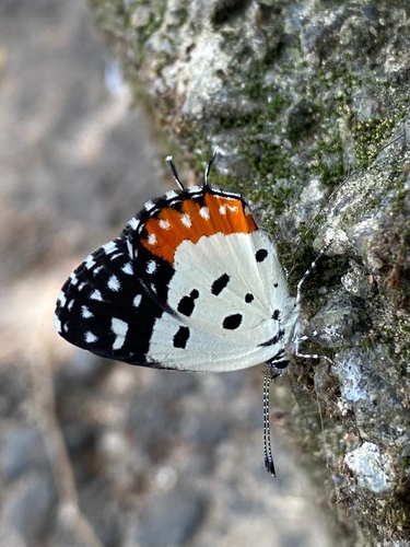 Red Pierrot