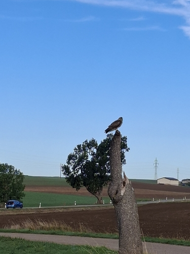 Common Buzzard