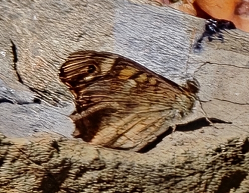 Speckled Wood