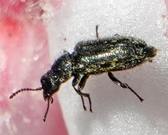Asydates grandiceps