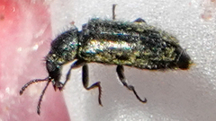 Asydates grandiceps