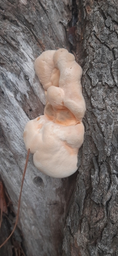 chicken of the woods