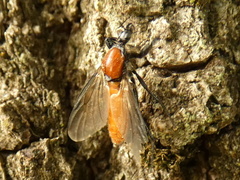 Bibio hortulanus