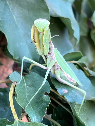 Transcaucasian Giant Mantis