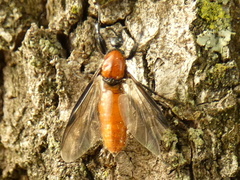 Bibio hortulanus