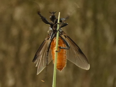 Bibio hortulanus