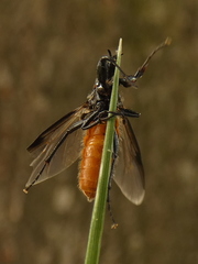 Bibio hortulanus