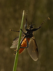 Bibio hortulanus