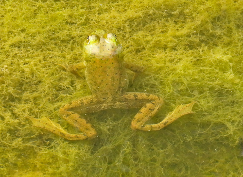 American Bullfrog