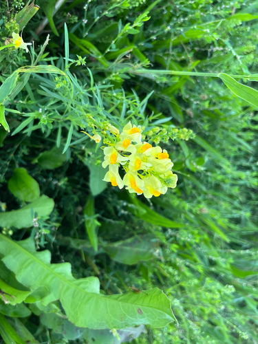 common toadflax