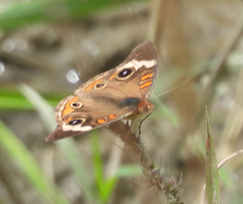 Common Buckeye