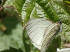 Pieris marginalis sequoia