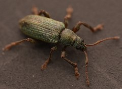 Phyllobius intrusus