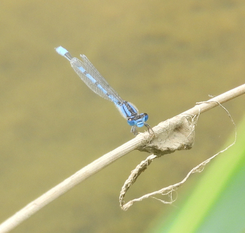 Familiar Bluet