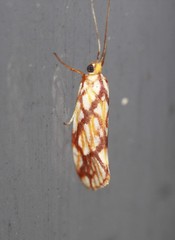 Lactura panopsia